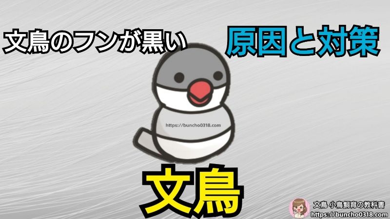 文鳥のフンが黒い 下痢が続く時注意 カンジダ症 真菌性腸炎 文鳥飼育の教科書